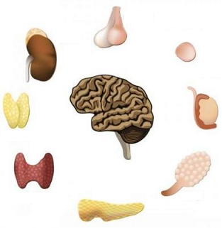 Endocrinologia e Metabologia